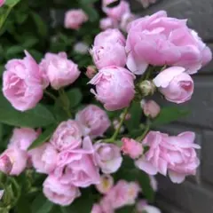 ユキコ つるバラ苗 ピンクのバラ ミニバラ苗 - メルカリ