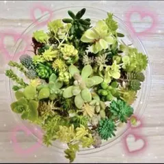 多肉植物　カット苗　セダム ☆初夏の詰め合わせ♪ 10種類以上