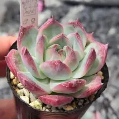 青鬼 ミックスベリア おらいさん苗 多肉植物 - メルカリ