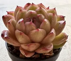 N*o様 3490新入荷　ほひひかり　エケベリア　多肉植物　撮影3月11日