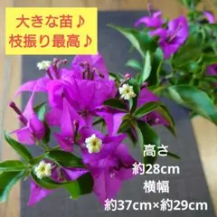 ブーゲンビリア　斑入りNo930 らくらくメルカリ便発送‼️ ブーゲンビリア 斑入り - メルカリ