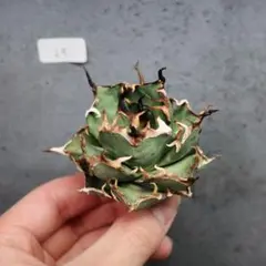 狼牙 子株3株 アガベ チタノタ オテロイ coyote plants - メルカリ