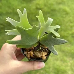 2025年最新】ビカクシダ ジェニーの人気アイテム - メルカリ