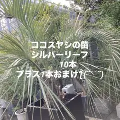 2026年最新】ココスヤシ シルバーの人気アイテム - メルカリ