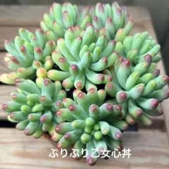 즙이 많은 식물 컷 모종 퓨리 오토메 하트 볼 8 컷 (대형)