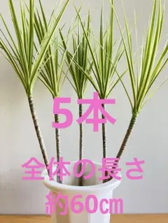 お買得.:*★ ドラセナ・コンシンネ・ホワイボリー(長物)苗木5本のサムネイル
