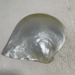 白蝶貝　置物のサムネイル