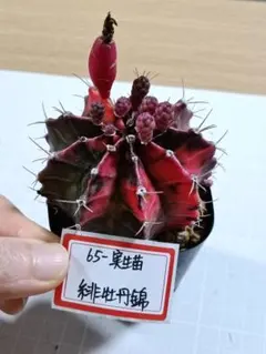 65-緋牡丹錦 実生苗　ギムノカリキウム　　ミハノビッチ　 春日井市実生正規品のサムネイル