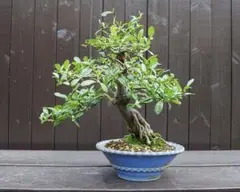 カリン盆栽】古木 樹高67cm 山房造・鳳舟鉢 - メルカリ