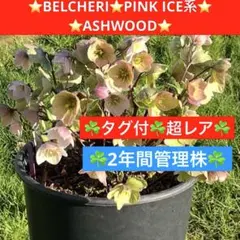 2026年最新】ashwood クリスマスローズの人気アイテム - メルカリ