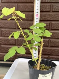 専用バラ苗　バラ挿し木苗　パ② 567 バラ苗 バラ挿し木苗 あ - メルカリ