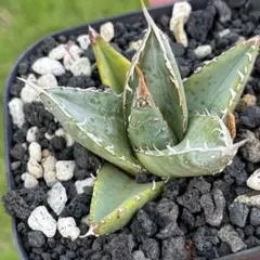 2025年最新】パープソラムの人気アイテム - メルカリ