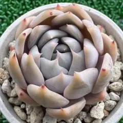 2026年最新】抜き苗の人気アイテム - メルカリ