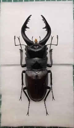 2026年最新】ノコギリクワガタ標本の人気アイテム - メルカリ