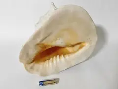 特大　トウカムリガイ　貝殻　標本　インテリア　オブジェ　置物