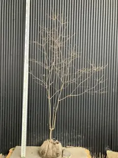 2026年最新】山採り ツツジの人気アイテム - メルカリ