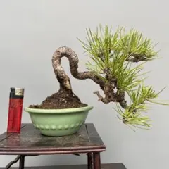 黒松 小品盆栽 現品 懸崖風 六角鉢 樹高約14cm 黒松 小品盆栽 現品 懸崖風 六角鉢 樹高約14cm - メルカリ