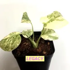 モンステラ・レガシー / Monstera 'Legacy'② Monstera Legacy - thebasements.com
