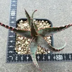 ①不死鳥錦 多肉植物 カランコエ カット苗+抜き苗混植 7.5センチポット