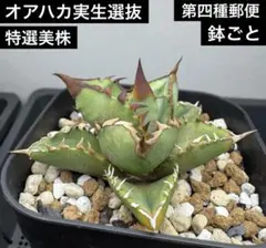 メルカリ便　snkrs.p様 リクエスト 2点 まとめ商品