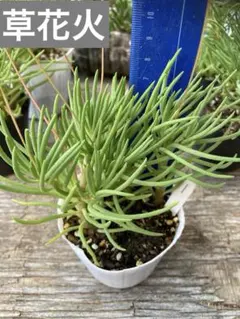 chisa様 リクエスト 3点 まとめ商品