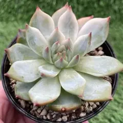 2025年最新】チワワエンシス錦の人気アイテム - メルカリ