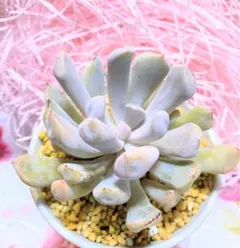 エンジェルスフィンガー 葉挿し 3個セット 多肉植物 - メルカリ