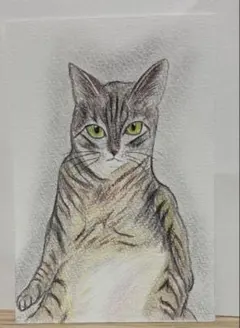 色鉛筆画A4見上げる瞳 キジトラ猫 - メルカリ