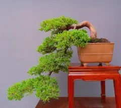 2026年最新】ソナレ盆栽の人気アイテム - メルカリ