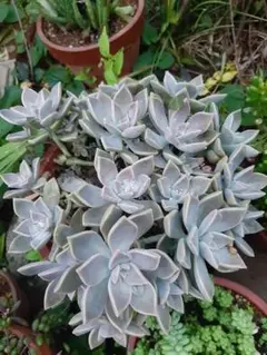 朧月　鉢ごと発送 楽天市場】多肉植物 朧月の通販