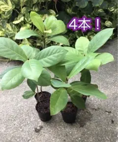 2025年最新】モモタマナの人気アイテム - メルカリ