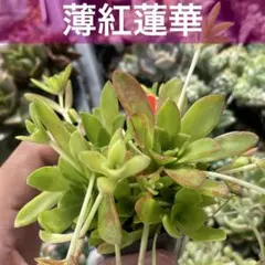 ❁ 子持ち蓮華錦『鏡花』 ❁ オロスタキス ⑳ 多肉植物 - メルカリ