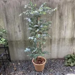 選抜品種】アカシア パール 10号 バルーン陶器鉢 植え込み発送 - メルカリ