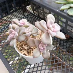 てんてん様 リクエスト 3点 まとめ商品