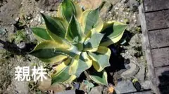 2025年最新】リップルエフェクト アガベの人気アイテム - メルカリ