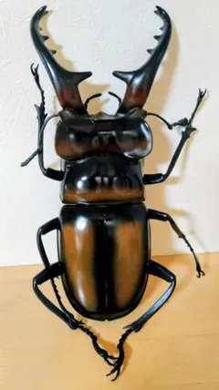 超特大野生ワイルド84mm頭角幅18.5胸角幅5.7mmぐらいカブトムシ標本