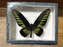 2026年最新】トリバネアゲハ 標本の人気アイテム - メルカリ