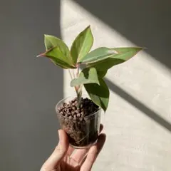 2026年最新】レア植物アグラオネマの人気アイテム - メルカリ