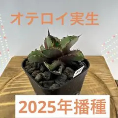 アガベ オテロイ 実生 2025播種 鉢植え発送 根鉢 32 - メルカリ