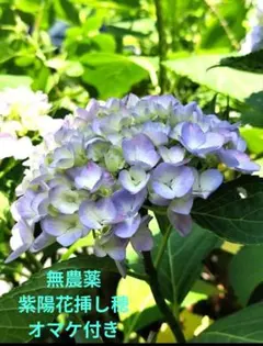 三河千鳥 お花2つ ポットのままお届け ヤマアジサイ 紫陽花 - メルカリ