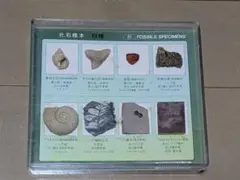 化石標本 8種 セット