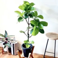 希少 フィカス アフリカンプリンス 観葉植物 大型 calm cafe 希少 フィカス アフリカンプリンス 観葉植物 大型 calm cafe - メルカリ