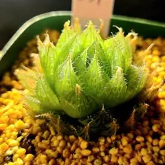 626 ◎ラスト1株 ナイルの一滴 実生 選抜苗 多肉植物 ハオルチア