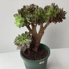 28#観葉植物アエオニウム❤️サラダボール❤️1大頭1小頭17cm 拔き苗 2026年最新】観葉植物 アエオニウムの人気アイテム - メルカリ