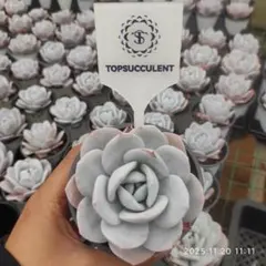 moko様 リクエスト 3点 まとめ商品