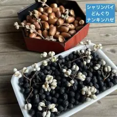 シャリンバイ どんぐり ナンキンハゼ 天然素材 木の実 ドライフラワー 花材