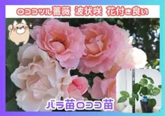 2026年最新】バラ苗 大苗の人気アイテム - メルカリ
