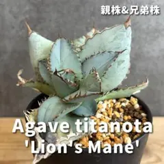 2025年最新】ライオンズメーンの人気アイテム - メルカリ