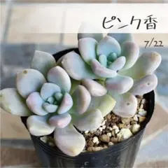 多肉植物【ピンク香】エケベリア ポットごと or 抜き苗 6㎝ポットのサムネイル