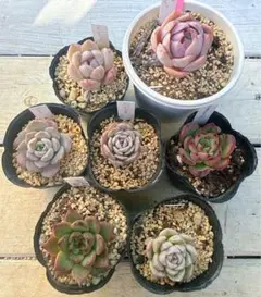 多肉植物　カット苗7苗セット　寄せ植え　ミックスベリア　おらいさん　韓国苗